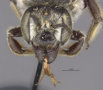 Media type: image;   Entomology 15707 Aspect: head frontal view